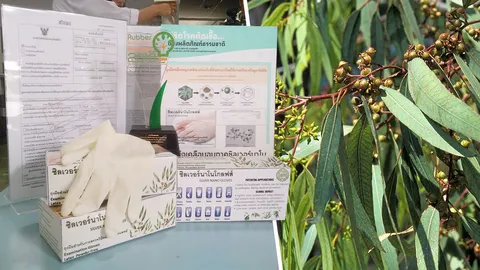 สารสกัดใบยูคาลิปตัส ลดติดเชื้อดื้อยาเครื่องมือแพทย์