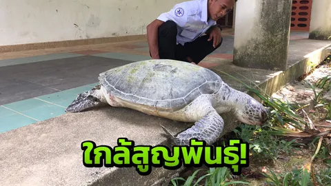พบซากเต่าหญ้าหนักกว่า 50 กก.ลอยตายใกล้ท่าเรือ เผยเป็นกลุ่มใกล้สูญพันธุ์
