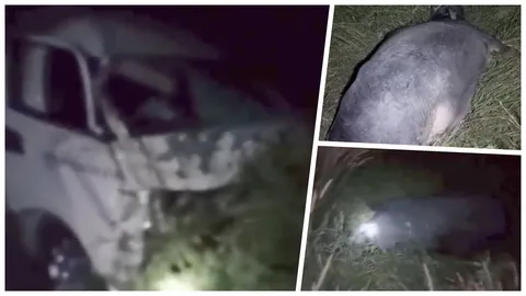 รถตู้โดยสารชนควายท้องแก่ตกข้างทางที่ชลบุรี แถมโดนกระบะชนซ้ำจนตายคาที่