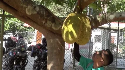 นึกว่าต้นไทรออกลูกเป็นขนุน ชาวบ้านเชื่อให้โชค ผูกผ้าสามสีแก้บน