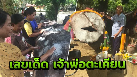 ขุดพบ "เจ้าพ่อตะเคียนทอง" อายุ 981 ปี เฮี้ยนหนัก เจ้าของต้องถวายวัด