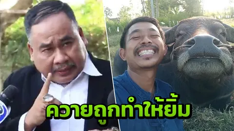 ทนายสงกานต์ โต้เกาะกระแส เผยวิธีทำควายทองคำยิ้ม ดึงสนตะพาย-ฉี่ป้ายจมูก