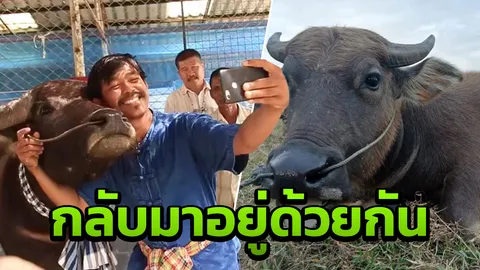 อิสระแล้ว "พี่คล้าว" ได้สิทธิดูแลควายยิ้มชั่วคราว รีบพากลับชัยนาท
