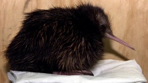 สาวนิวซีแลนด์โมโหถูกเรียก ‘กีวี’ แพ้คดี ศาลตัดสินไม่เหยียดชาติ