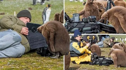 ฝูงลูกนกเพนกวินที่น่ารัก