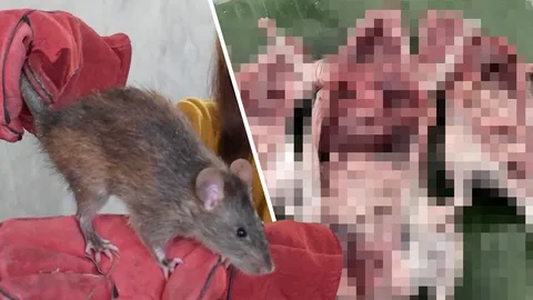 ชาวบ้านเปิบหนูนา เชื่อคลายหนาว สาธารณสุขเตือนไม่ควรกินเครื่องใน