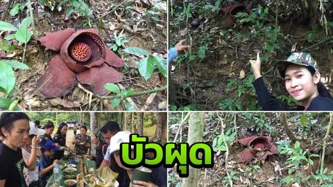 ตะลุยดงบัวผุด ดอกไม้ยักษ์ ที่สุราษฎร์ฯ ปีนี้พบ 41ดอก 