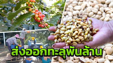แชมป์ เปลือยขั้นตอนผลิต "เมล็ดกาแฟ" หนุนส่งออก ทะลุพันล้าน
