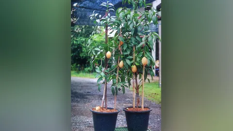 “มะปรางหวานพันธุ์สมใจ” กับที่มาพันธุ์