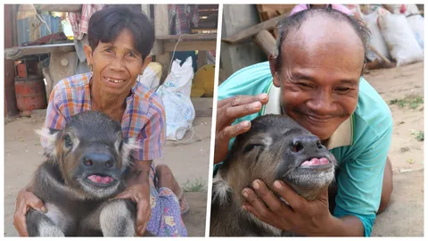 วอนหมอช่วยด่วน ลูกควายอาภัพ เกิดมาไร้หาง-รูทวาร ท้องอืดหวั่นตาย