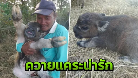 เกิดได้เพียง 1 วัน ควายแคระน่าเอ็นดูขวัญใจชาวเน็ต ตายแล้ว