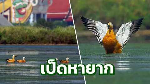 พบเป็ดพม่า หาดูยากที่เพชรบุรี กว่าจะได้ภาพ ต้องทำแพยางลอยตัวเข้าใกล้