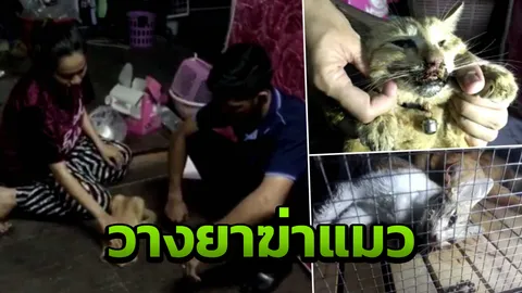 สุดสลด คนใจร้ายวางยาเบื่อแมว เลือดไหล น้ำลายฟูม ตายแล้ว6ตัว 