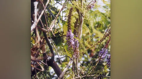 “กวาวเครือขาว” กับสรรพคุณดีๆ