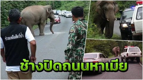 ระทึกเขาใหญ่! ช้างตกมันโดนแย่งเมีย เดินปิดถนนปล้นข้าวสารนทท.