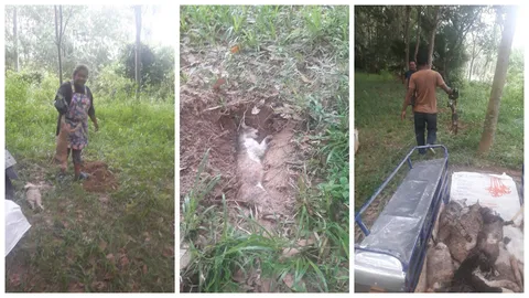 ชาวบ้านทนภาพบาดใจไม่ไหว ช่วยกันฝังแมว 33 ตัว วอน ตร.จัดการคนเอามาปล่อย