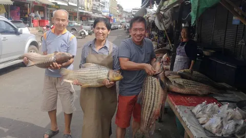 ชาวประมงจับปลายี่สกน้ำโขงได้ทั้งฝูง ส่งขายตลาดท่าอุเทน ทำเงินกว่าครึ่งแสน