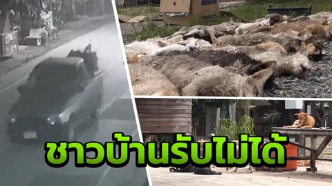 ผู้ใหญ่บ้าน ลุยเอาผิดคนขับกระบะ หลังปล่อยแมวทิ้งวัด จนเจ้าถิ่นขย้ำตาย