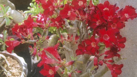 “ชวนชมอั่งเปา” ชื่อดีสีสวย