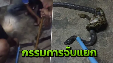 สู้กันดุ "งูเห่า" ปะทะ "งูเหลือม" กู้ภัยต้องจับแยก ส่องเลขที่บ้านเสี่ยงโชค (คลิป)