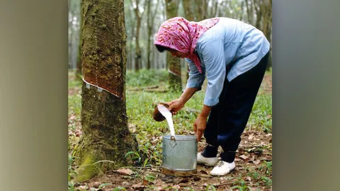 ช่วยชาวสวนยางครบวงจร
