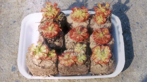 “จอกบ่วาย” กับสรรพคุณน่ารู้