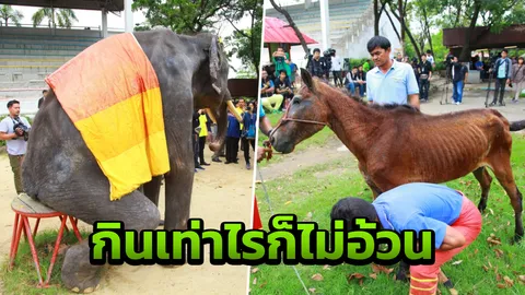 แจงดราม่าม้า-ช้างผอม เจ้าของฟาร์มยันกินดีแต่ไม่อ้วน จ่อฟ้องคนโพสต์กลั่นแกล้ง