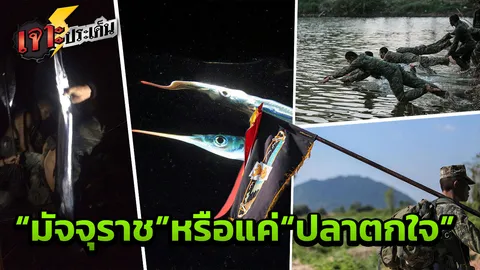 รู้จัก "เต็กเล้ง" มัจจุราชพุ่งแทงนักเรียนรีคอนดับ เพราะตื่นตกใจ หรือปลาอันตราย