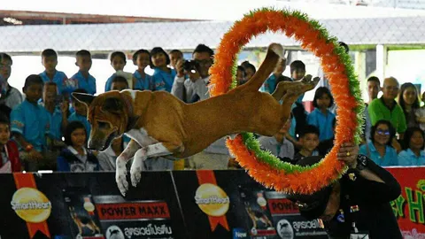 โชว์ลอดบ่วง