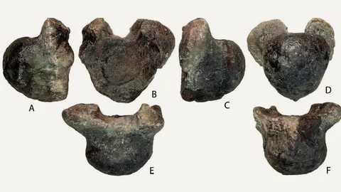 พบไดโนเสาร์ขนาดยักษ์ตัวใหม่ ฝังนาน 130 ล้านปี (คลิป)