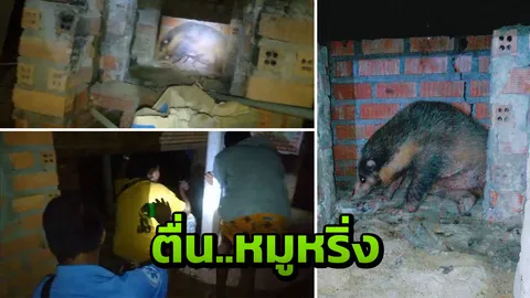 ชาวกระบี่ตื่นสัตว์ประหลาด โผล่หลังบ้าน ก่อนจับปล่อยคืนสู่ธรรมชาติ