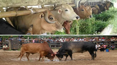 หญ้าหวายข้อ...วัวชน อึด ถึก เร่งกล้ามเนื้อ