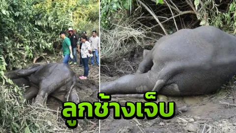 ลูกช้างถูกพลายป่าตัวผู้ต่อสู้แย่งตัวเมีย เหยียบขาหลังบาดเจ็บ 