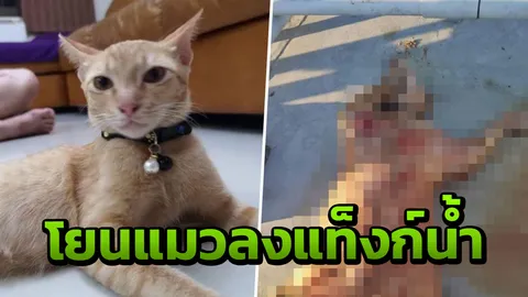 หญิงรับอุปการะอ้างทำแมวตกตึก ตกใจทำอะไรไม่ถูก โยนทิ้งแท็งก์น้ำคอนโด