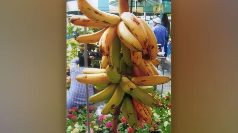 “กล้วยหอมกะเหรี่ยง” ไม่พบหน่อวางขายแล้ว