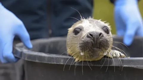 สุดสะเทือนใจ  ลูกแมวน้ำ 6 ตัว โดนคนใจโหด ฆ่าตัดหัวสลด ทิ้งซากริมหาด