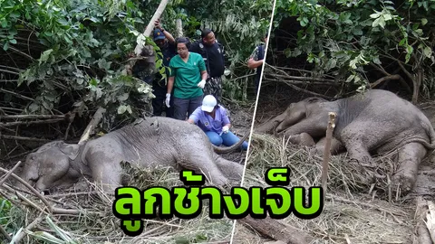 เตรียมย้ายลูกช้างบาดเจ็บ ส่งสถานีห้วยทราย เข้ารับการรักษาด่วน