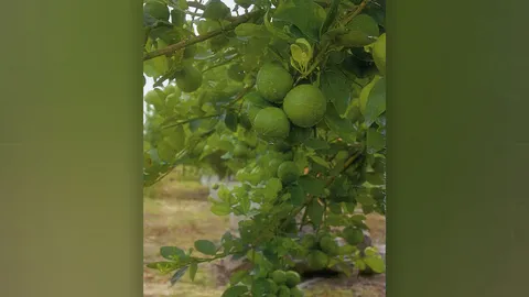 “มะนาวแป้นดกพิเศษกำแพงเพชร” ราคาดีใหญ่และดก