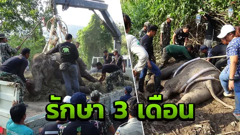 ย้ายลูกช้างเข้ารักษาตัว รพ.สนาม อช.กุยบุรี คาดใช้เวลา 3 เดือน