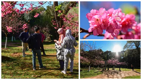 ดอกซากุระญี่ปุ่นที่ดอยอ่างขางบานแล้ว คาดบานเต็มที่กลางเดือน ม.ค.ปี 62