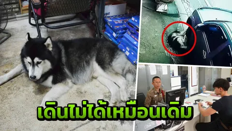 เจ้าของโร่เอาผิด คนขับกระบะชน "สุนัข" ขณะนอนหน้าบ้าน จนบาดเจ็บสาหัส