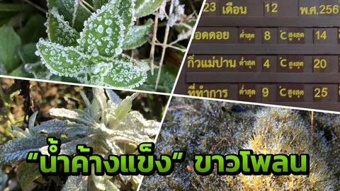 "เหมยขาบ" โผล่อินทนนท์สุดงดงาม คาด สิ้นปีคนแห่ขึ้นไม่ต่ำกว่า 2 หมื่น  