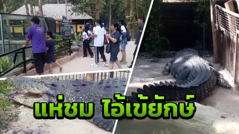 สวนสัตว์อุบลฯ แน่น แห่ชม “ลุงบอย” จระเข้ยักษ์หนัก 500 กิโล ยาว 5 เมตร