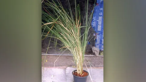 "รากหญ้าคา" แก้ปวดข้อนิ้วมือเท้า