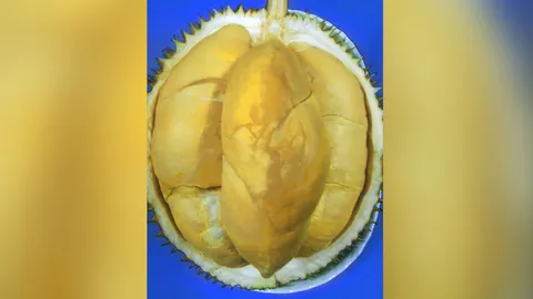 "ทุเรียนกบชายน้ำ" กับที่มาพันธุ์ กิโลกรัมหลายบาท