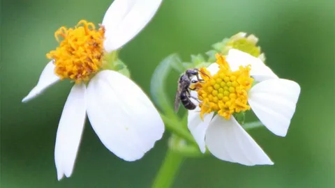 คนไทยยังหลงประเด็น