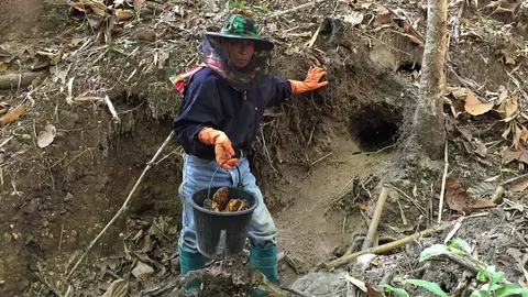 ลุงชาวพะเยายอมเสี่ยง เก็บรังผึ้งดินขาย หวังหารายได้เสริมหนีความจน