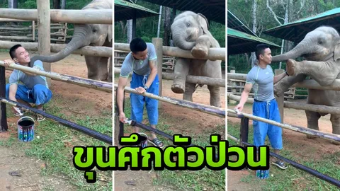 น่ารัก...“ขุนศึก” ลูกช้างในปางช้างแม่สา ก่อกวนคนทาสีคล้ายชวนเล่นด้วย (คลิป)