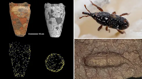 ศึกษาด้วงงวงข้าวโพดในเครื่องปั้นดินเผาญี่ปุ่นยุคโจมง