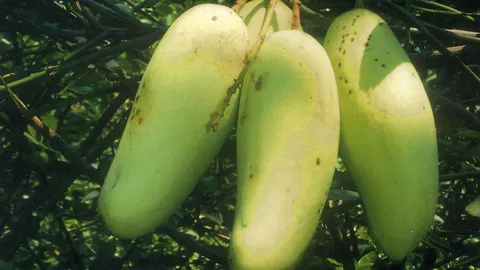 "มะม่วงกระแตลืมรัง" พันธุ์โบราณหายาก